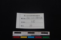 豬骨藏品圖，第3張