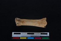 豬骨藏品圖，第1張