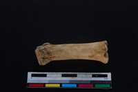 豬骨藏品圖，第2張