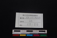 豬骨藏品圖，第3張