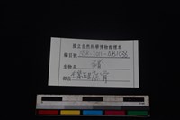 豬骨藏品圖，第3張