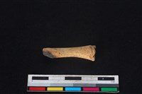 豬骨藏品圖，第1張