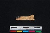 豬骨藏品圖，第2張