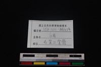 豬骨藏品圖，第3張