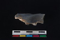 豬骨藏品圖，第1張