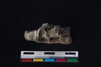 豬骨藏品圖，第2張