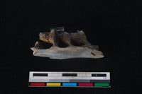 豬骨藏品圖，第3張