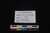 豬骨藏品圖，第4張