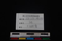 豬骨藏品圖，第3張