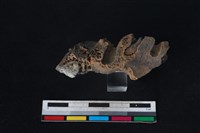 豬骨藏品圖，第1張