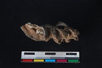 豬骨藏品圖，第2張