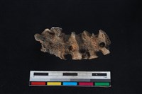 豬骨藏品圖，第3張