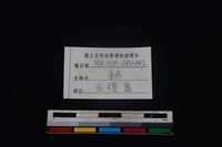 豬骨藏品圖，第4張