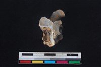 豬骨藏品圖，第1張