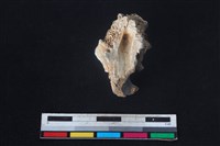 豬骨藏品圖，第2張