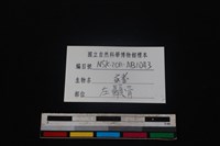 豬骨藏品圖，第3張