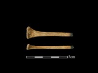 豬骨藏品圖，第1張