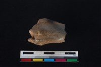 豬骨藏品圖，第1張