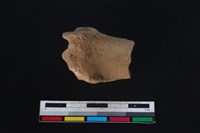 豬骨藏品圖，第2張