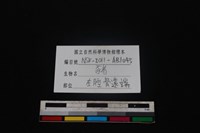 豬骨藏品圖，第3張