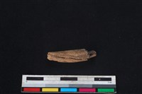 豬骨藏品圖，第1張