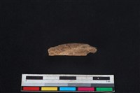 豬骨藏品圖，第2張