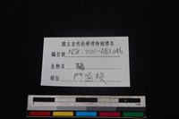 豬骨藏品圖，第3張