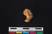 豬骨藏品圖，第1張