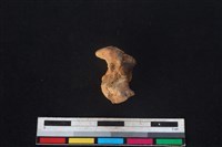 豬骨藏品圖，第2張