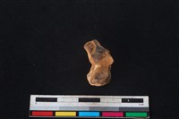 豬骨藏品圖，第3張