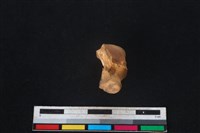 豬骨藏品圖，第4張