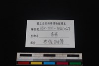 豬骨藏品圖，第5張