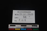 豬骨藏品圖，第3張