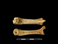 豬骨藏品圖，第1張