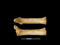 豬骨藏品圖，第1張