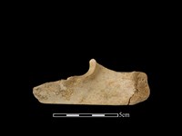 豬骨藏品圖，第2張