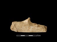 豬骨藏品圖，第1張