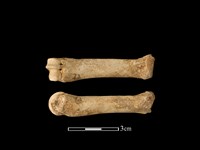 豬骨藏品圖，第1張