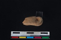 豬骨藏品圖，第1張