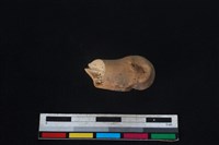 豬骨藏品圖，第2張