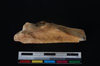 豬骨藏品圖，第1張