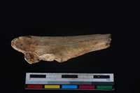 豬骨藏品圖，第2張