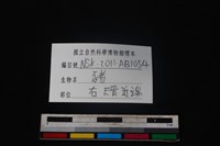 豬骨藏品圖，第3張