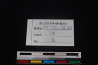 豬骨藏品圖，第4張