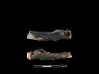 豬骨藏品圖，第2張