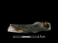 豬骨藏品圖，第1張