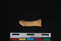 豬骨藏品圖，第1張