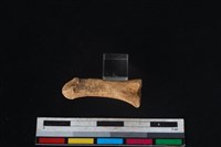 豬骨藏品圖，第2張