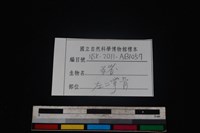 豬骨藏品圖，第3張