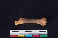 豬骨藏品圖，第1張